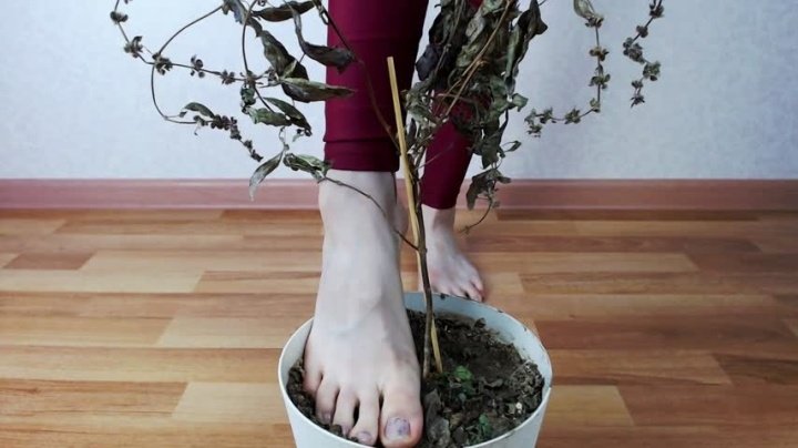 Megaplaygirl Licking Dirty Foot Asmr